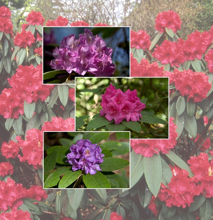 Rhododendron - Multiple Varieties from Kings Garden Center