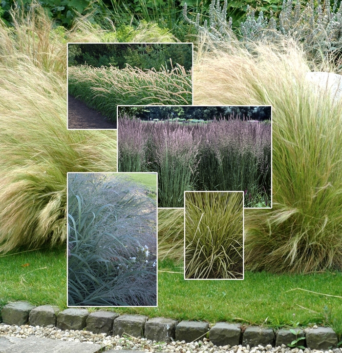 Ornamental Grasses - Multiple Varieties from Kings Garden Center
