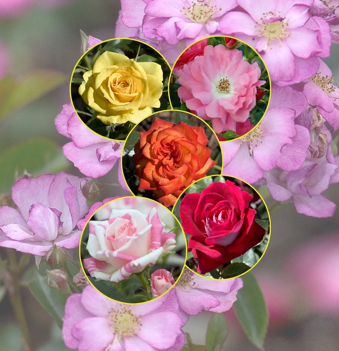 Rose - Multiple Varieties from Kings Garden Center