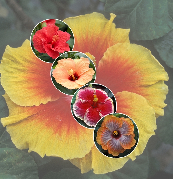 Hibiscus - Tropical - Tropical from Kings Garden Center