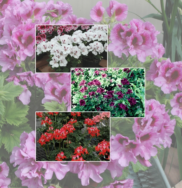 Geranium - Multiple Varieties from Kings Garden Center