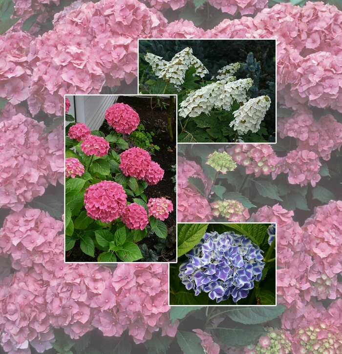 Hydrangea - Multiple Varieties from Kings Garden Center