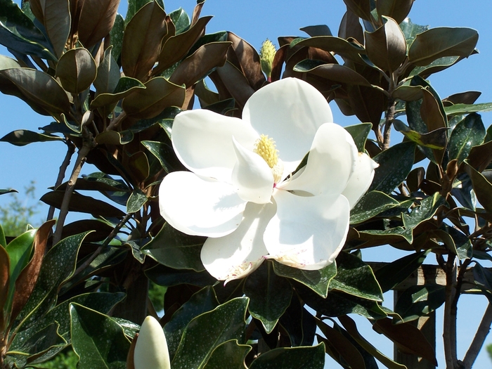 Little Gem Southern Magnolia - Magnolia grandiflora 'Little Gem' from Kings Garden Center