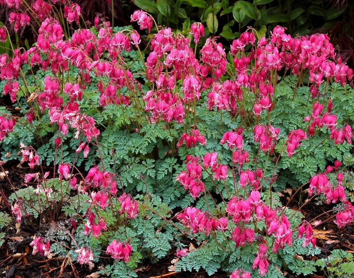 Fern-Leaf Bleeding Heart - Dicentra 'King of Hearts' from Kings Garden Center