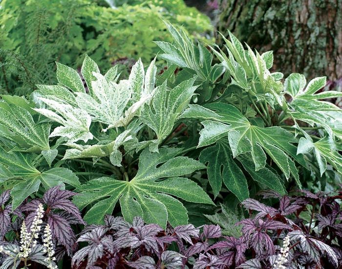 Speckled Japanese Aralia - Fatsia japonica 'Spider's Web' from Kings Garden Center