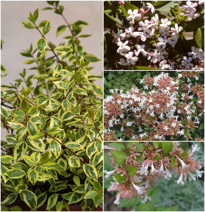 Assorted Abelia - Abelia from Kings Garden Center