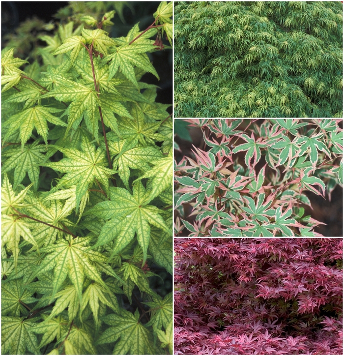 Japanese Maple - Acer palmatum - Multiple Varieties from Kings Garden Center