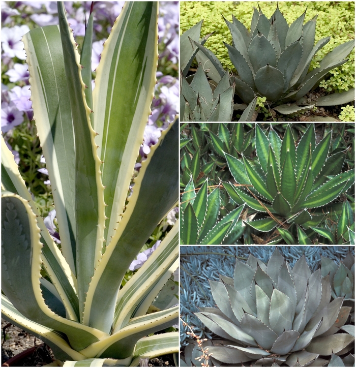 Agave - Multiple Varieties from Kings Garden Center