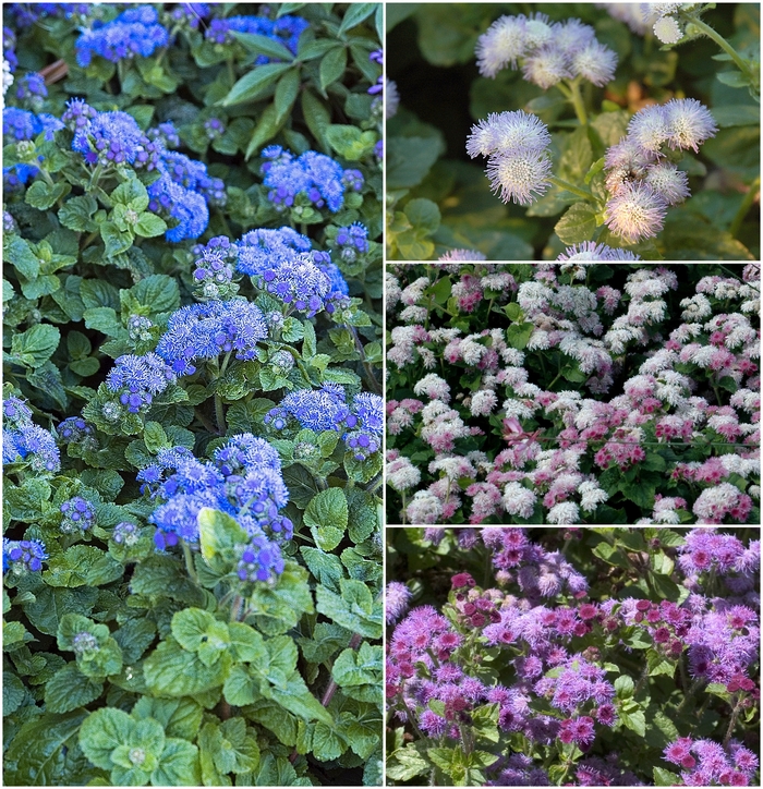 Ageratum - Multiple Varieties from Kings Garden Center