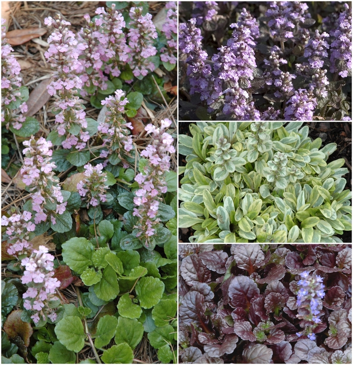 Ajuga - Multiple Varieties from Kings Garden Center