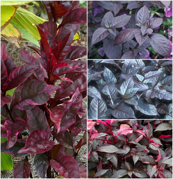 Alternanthera - Multiple Varieties from Kings Garden Center