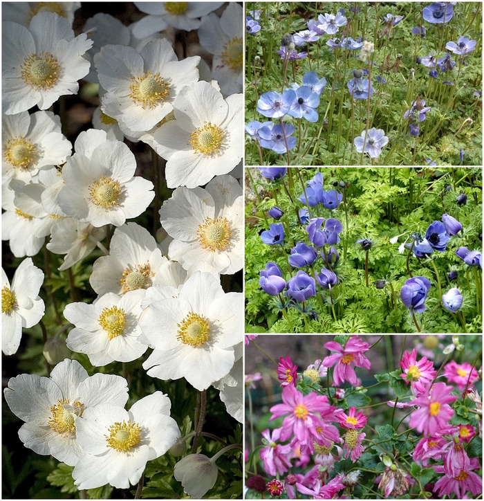 Anemone - Windflowers - Multiple Varieties from Kings Garden Center
