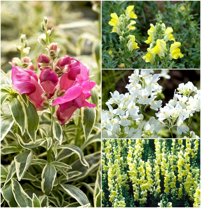 Snapdragon - Antirrhinum - Multiple Varieties from Kings Garden Center