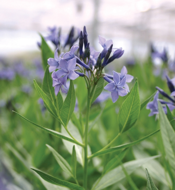 Blue Star - Amsonia 'Blue Ice' from Kings Garden Center