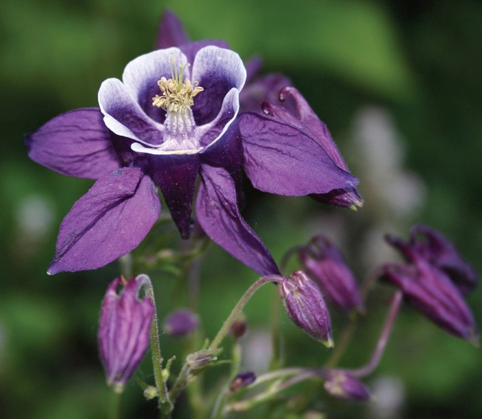 Columbine - Aquilegia vulgaris 'Winky Purple & White' from Kings Garden Center