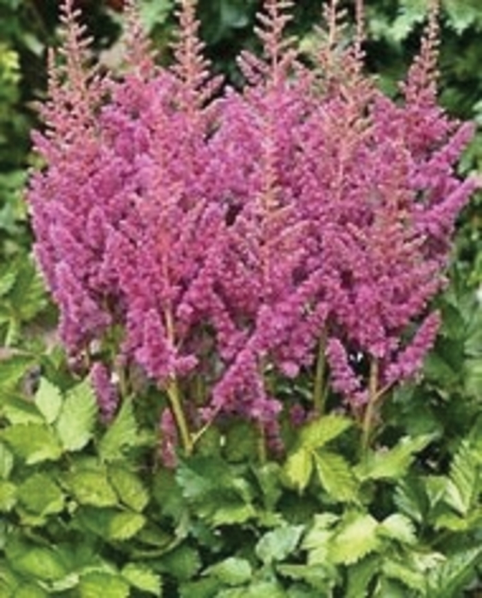 False Spirea - Astilbe chinensis 'Visions in Pink' from Kings Garden Center