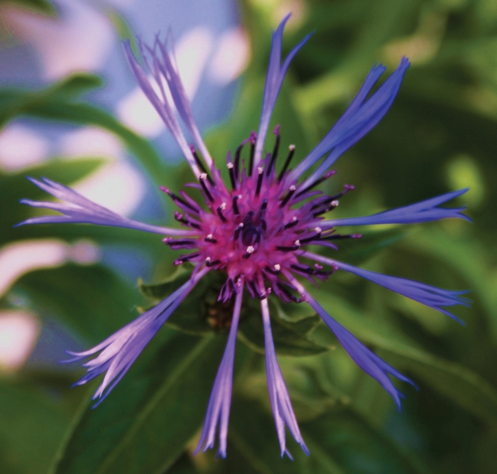 Bachelor's Button-Perennial - Centaurea montana 'Blue' from Kings Garden Center