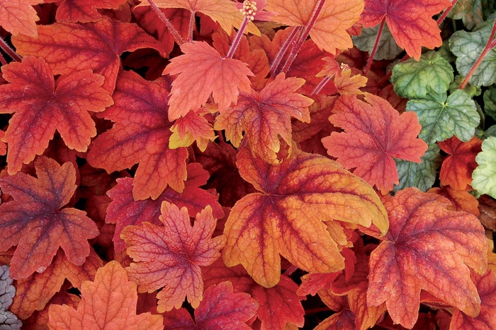 Sweet Tea Foamy Bells - Heucherella 'Sweet Tea' from Kings Garden Center