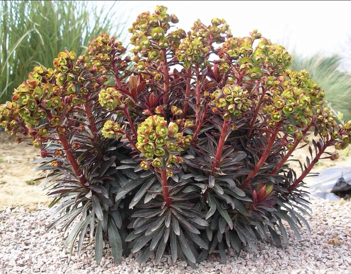 Spurge - Euphorbia from Kings Garden Center