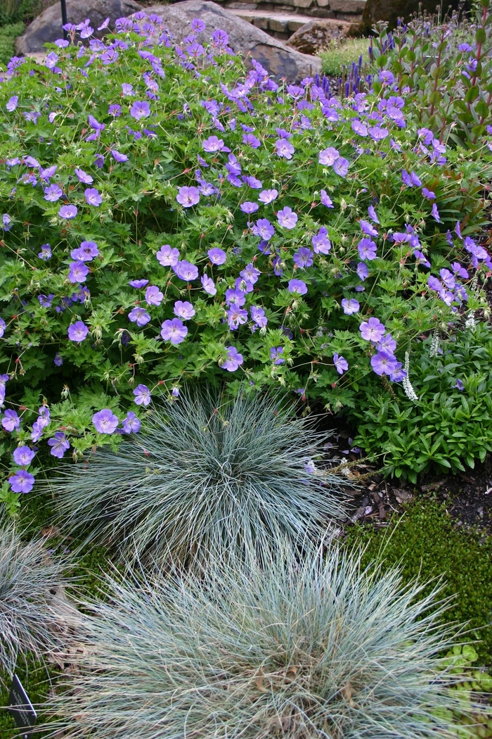 Rozanne Cranesbill - Geranium 'Rozanne' from Kings Garden Center