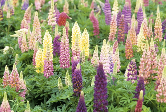 Lupin - Lupinus 'Popsicle Series' from Kings Garden Center