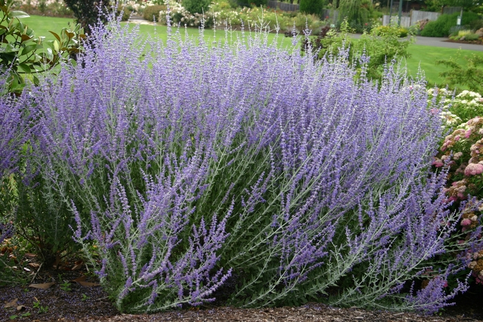 Russian Sage - Perovskia atriplicifolia from Kings Garden Center