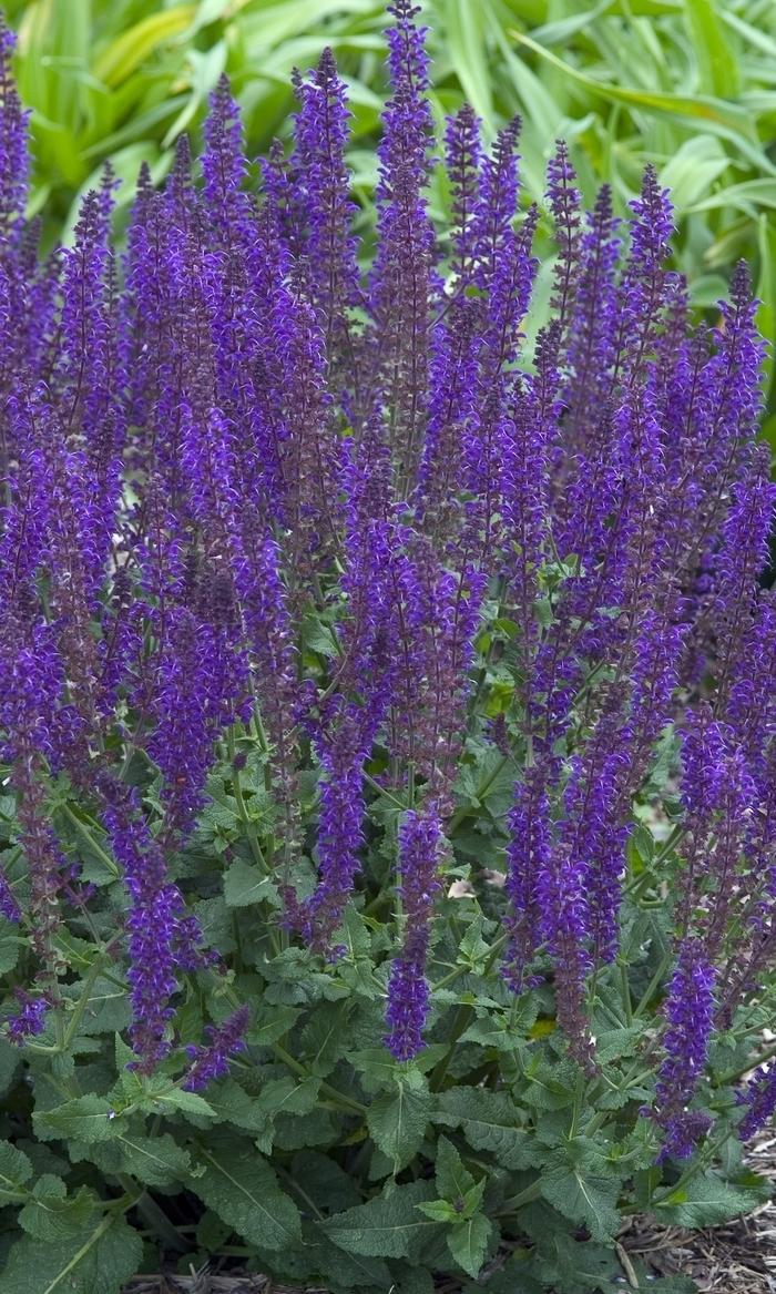 Meadow Sage - Salvia nemerosa 'May Night' from Kings Garden Center