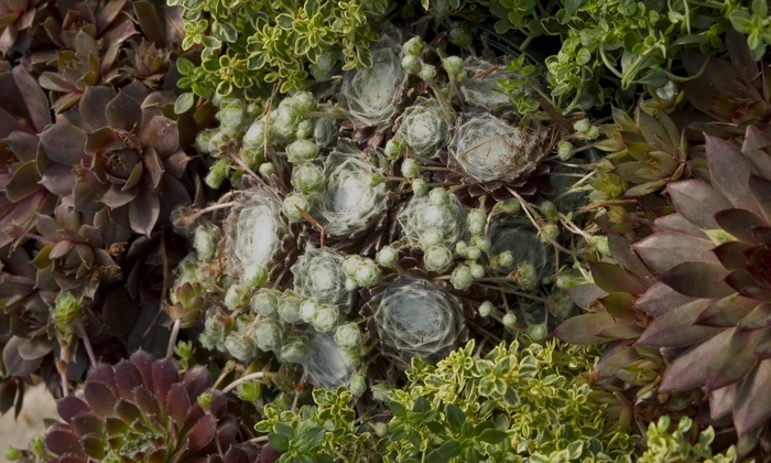 Hens and Chicks - Sempervivum tectorum from Kings Garden Center