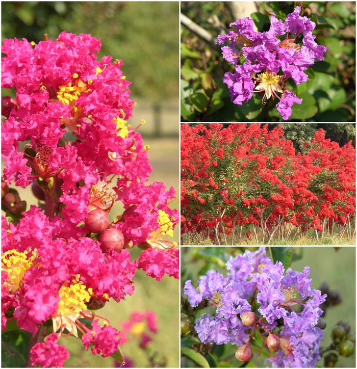 Lagerstroemia - Crepe Myrtle - Multiple Varieties from Kings Garden Center