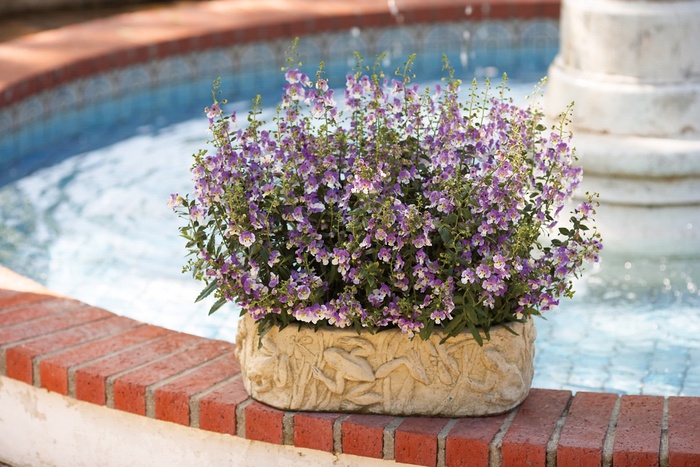 Summer Snapdragon - Angelonia angustifolia 'Angelface™ Wedgewood Blue' from Kings Garden Center