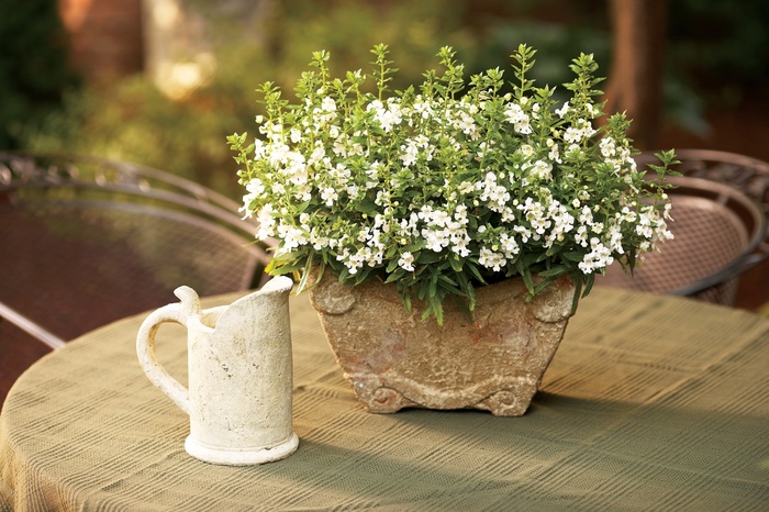 Angelonia Angelface™ White - Summer Snapdragon from Kings Garden Center