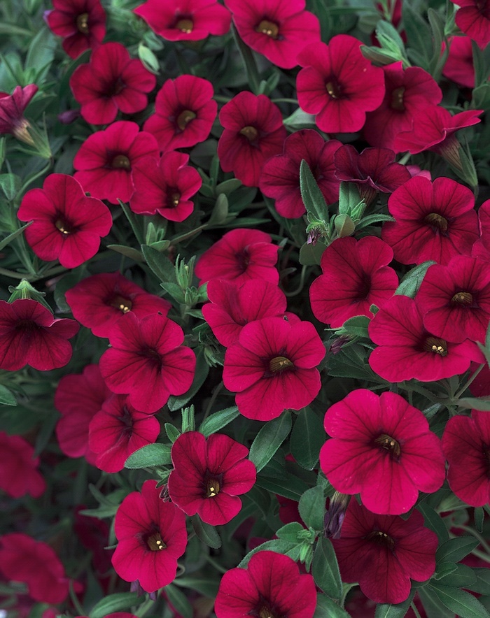 Superbells® Red - Calibrachoa hybrid from Kings Garden Center