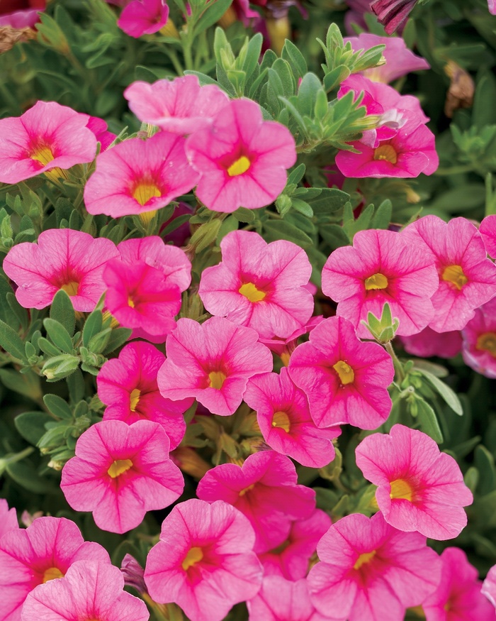 Superbells® Pink - Calibrachoa Hanging Basket from Kings Garden Center