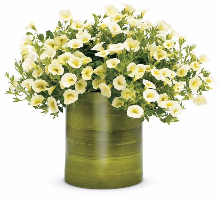 Superbells® Yellow Chiffon - Calibrachoa hybrid from Kings Garden Center