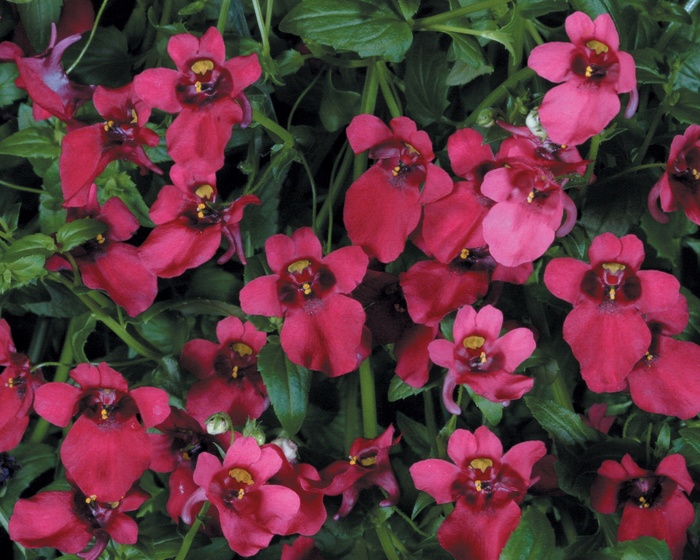 Flying Colors™ Red - Diascia hybrid 'Twinspur' from Kings Garden Center
