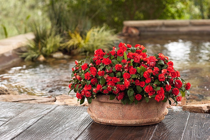 Rockapulco® Dark Orange - Impatiens walleriana 'Double Impatiens' from Kings Garden Center