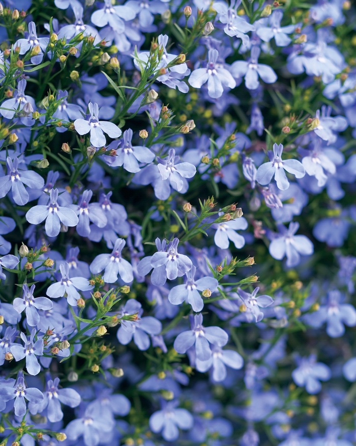 Laguna™ Sky Blue - Lobelia erinus from Kings Garden Center