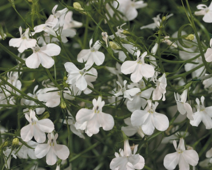 Laguna™ White - Lobelia erinus from Kings Garden Center