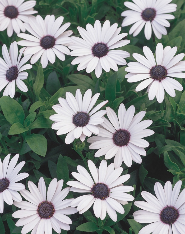 Soprano® White - Osteospermum hybrid from Kings Garden Center