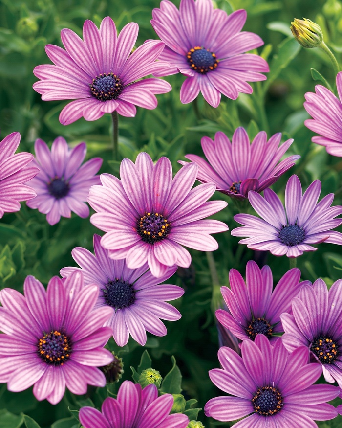 Soprano® Purple - Osteospermum hybrid from Kings Garden Center