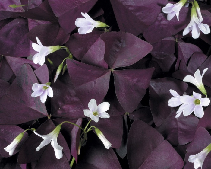 Charmed® Wine - Oxalis 'Shamrock' from Kings Garden Center