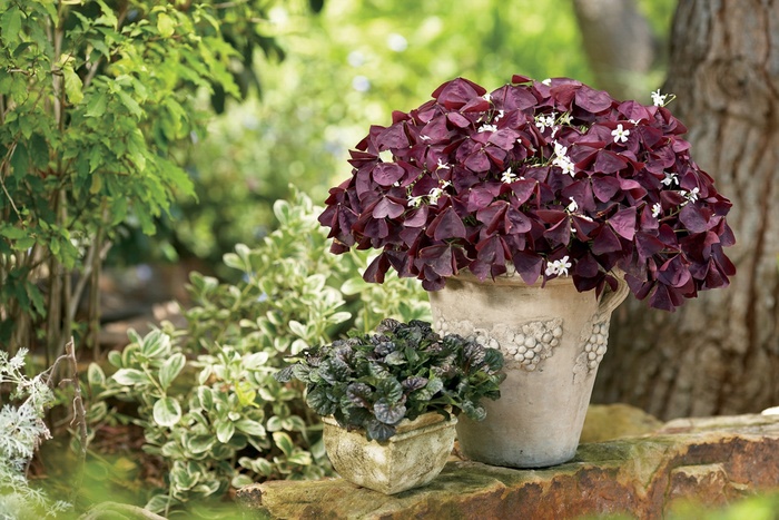 Charmed® Wine - Oxalis hybrid from Kings Garden Center