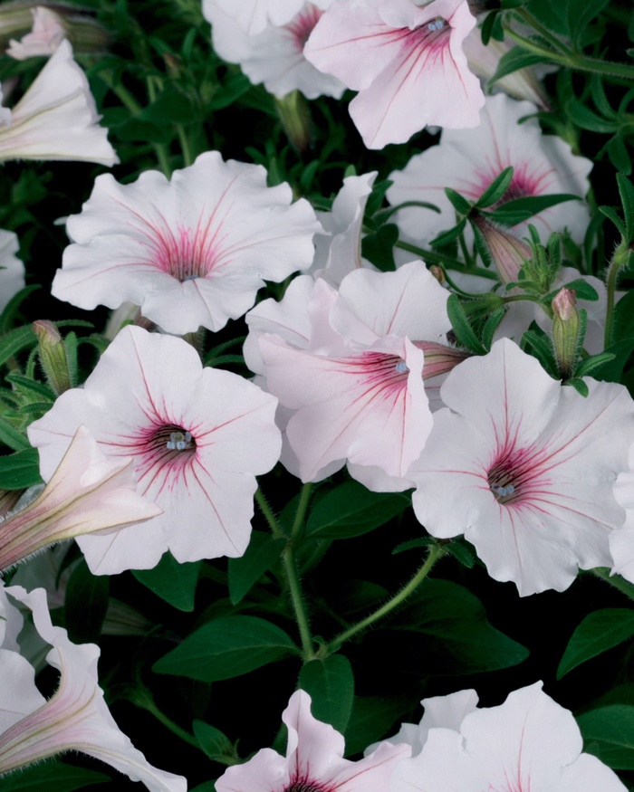 Petunia - Petunia hybrid 'Supertunia ® Vista Silverberry' from Kings Garden Center