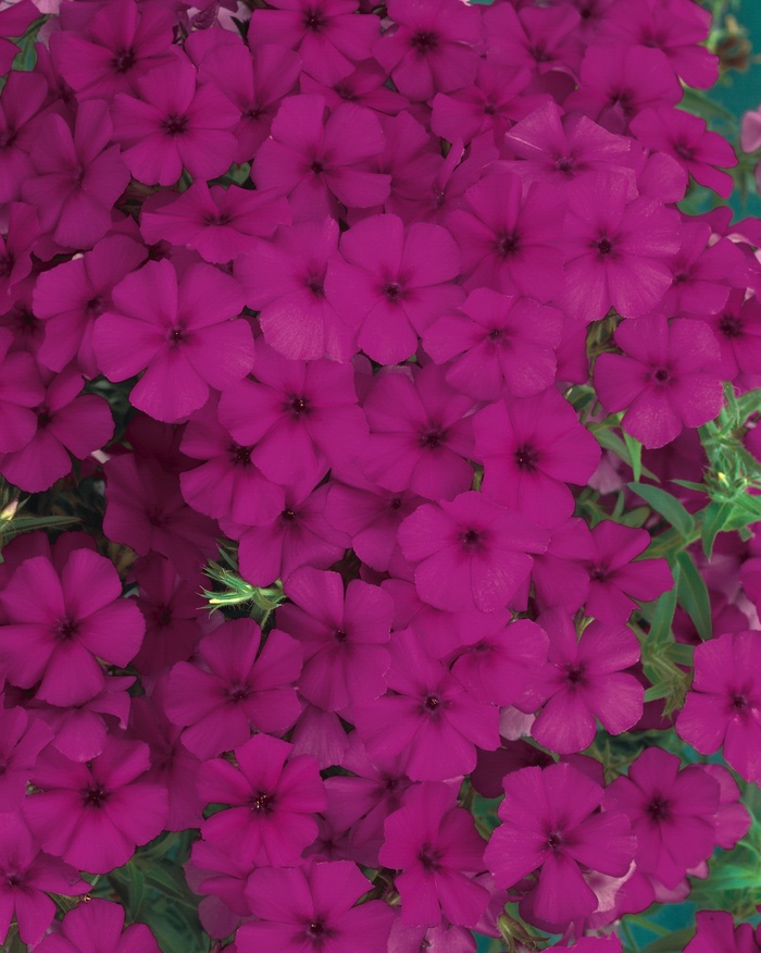 Intensia® Cabernet - Phlox 'Intensia® Cabernet' from Kings Garden Center