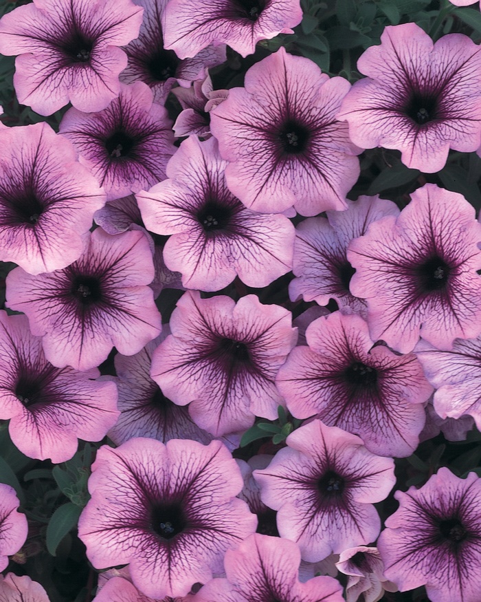 Supertunia Bordeaux - Petunia 'Supertunia Bordeaux' from Kings Garden Center