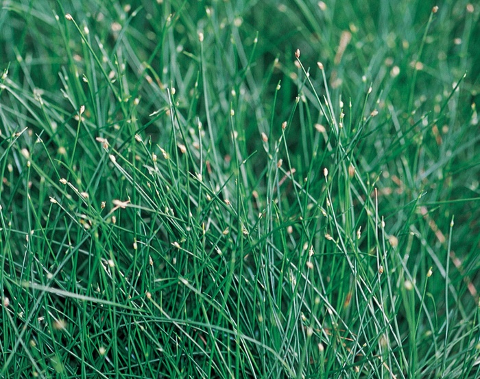 Graceful Grasses™ - Scirpus cernus 'Fiber Optic Grass' from Kings Garden Center
