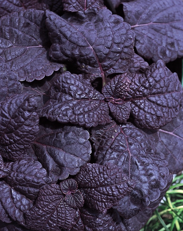 ColorBlaze™ Dark Star - Solenostemon scutellarioides 'Coleus' from Kings Garden Center