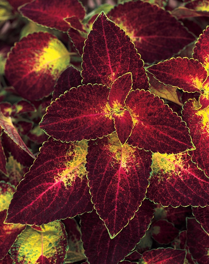 ColorBlaze™ Dipt in Wine - Solenostemon scutellarioides 'Coleus' from Kings Garden Center