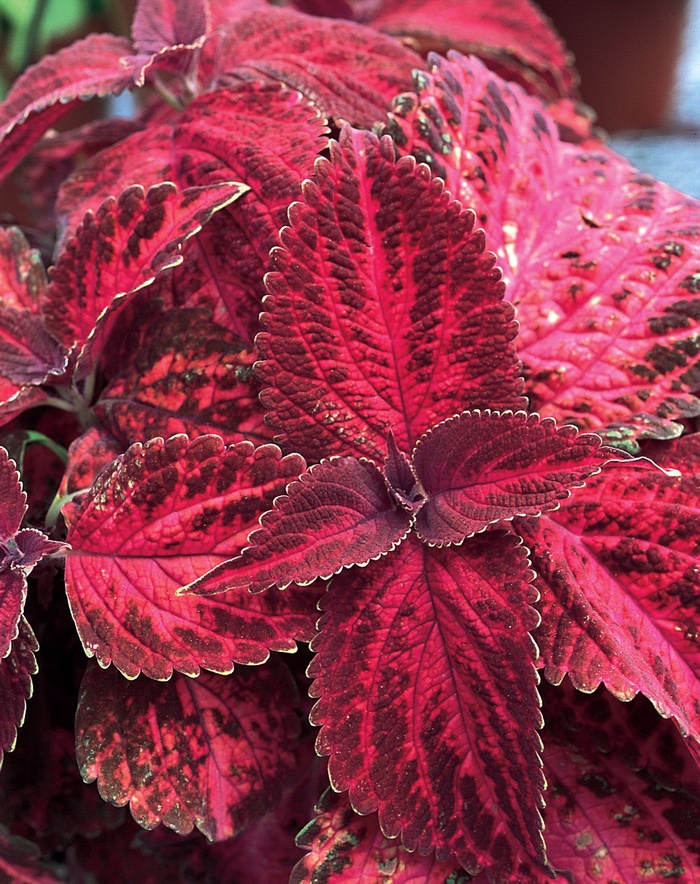 ColorBlaze™ Kingswood Torch - Solenostemon scutellarioides 'Coleus' from Kings Garden Center