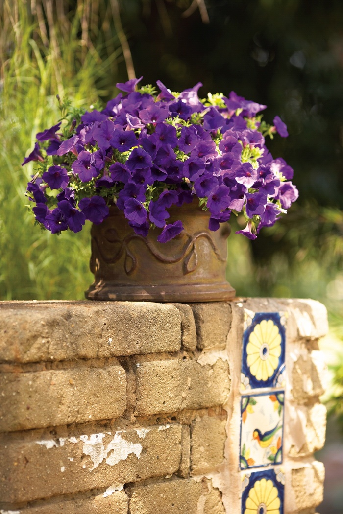 Supertunia® Royal Velvet™ - Petunia hybrid from Kings Garden Center